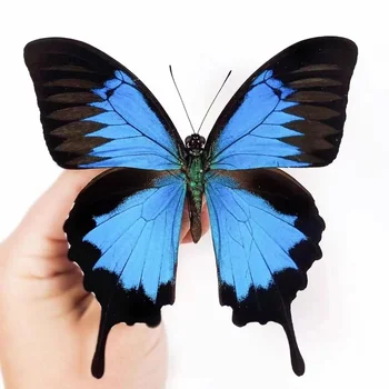 1 Raj Papilio Ulysses Metulj in insektov vzorcu okrašena Foto okvir Domače obrti Dekoracijo spominek darilo lahko posnamete